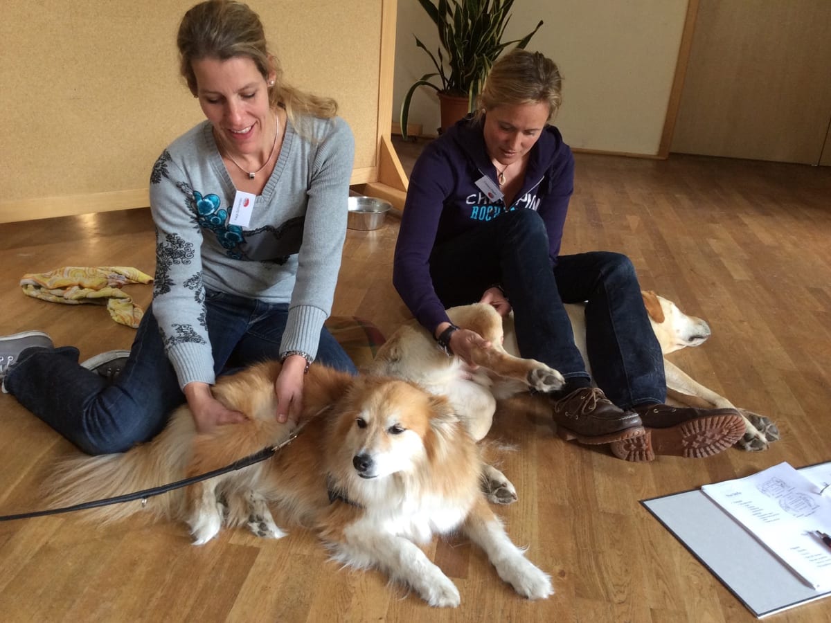 Practitioners working with dogs during canine practical training