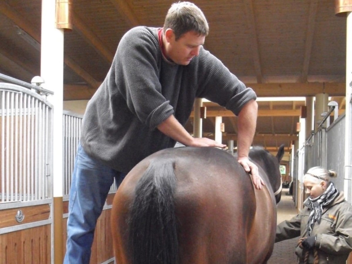 Practitioner assessing a horse's sacropelvic region