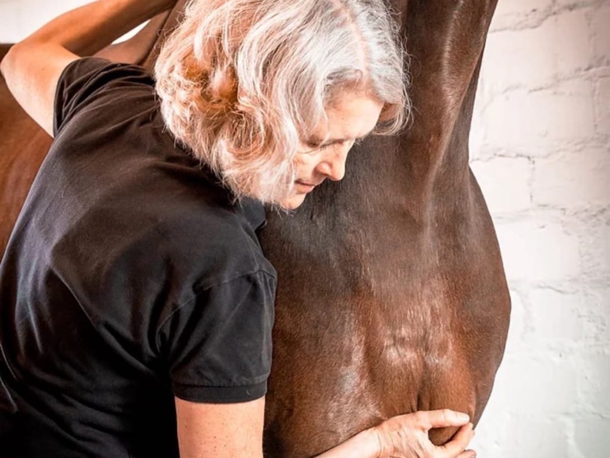 Veterinary practitioner assessing a horse's thoracolumbar region