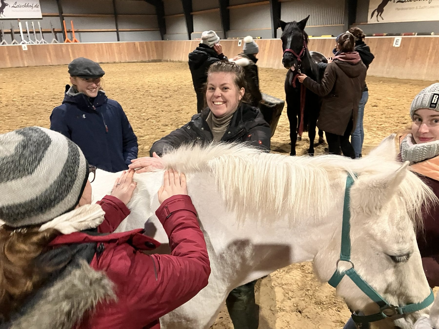 Equine Essentials students practising palpation with a white horse in an arena.