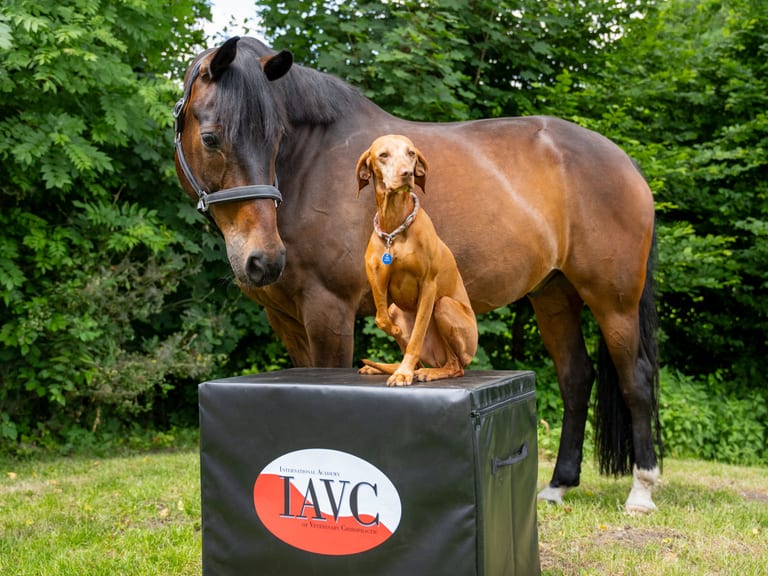 Course Correc Course Finder — IAVC