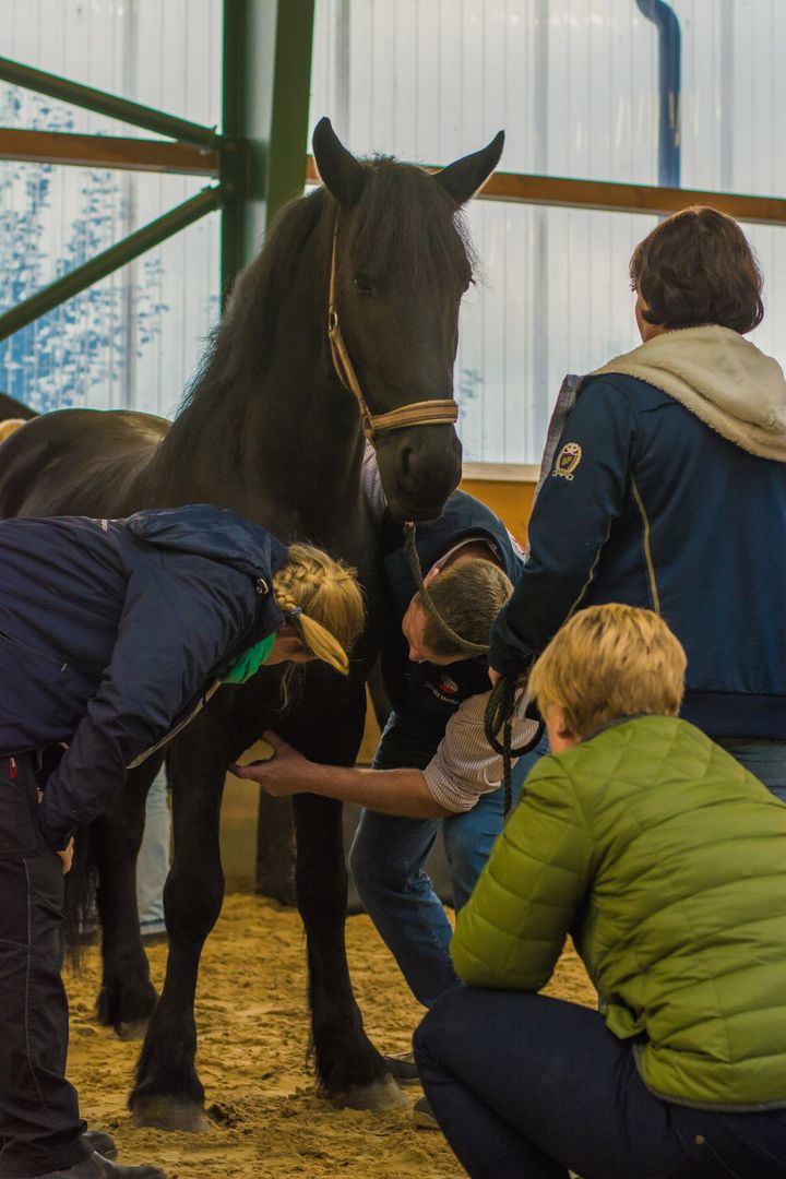 Grundkurs: Diagnosen in der Tierchiropraktik