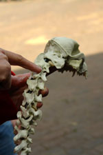 Grundkurs: Anatomie und Biomechanik