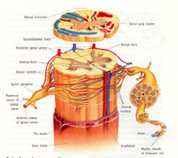Grundkurs: Funktionelle Neurologie
